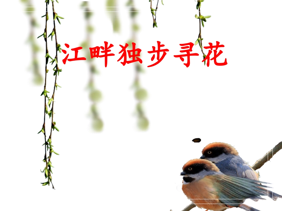 江畔独步寻花课件_第1页