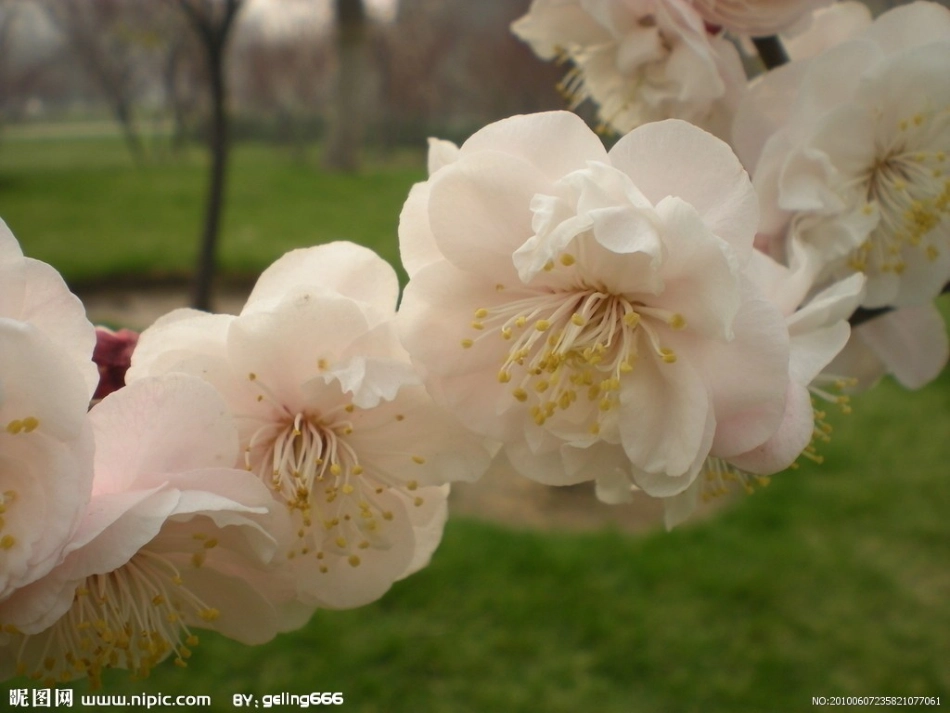 古诗《梅花》_第2页