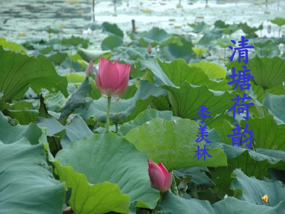 《清塘荷韵》课件_第1页