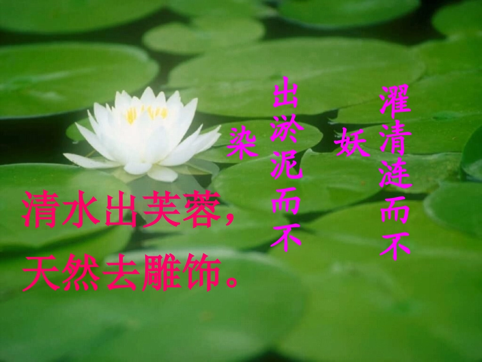 《清塘荷韵》课件_第3页