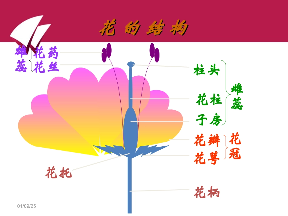 生物：第14章第二节植物的有性生殖精品课件(苏教版八年级上)_第2页