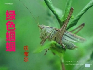《绿色蝈蝈》公开课