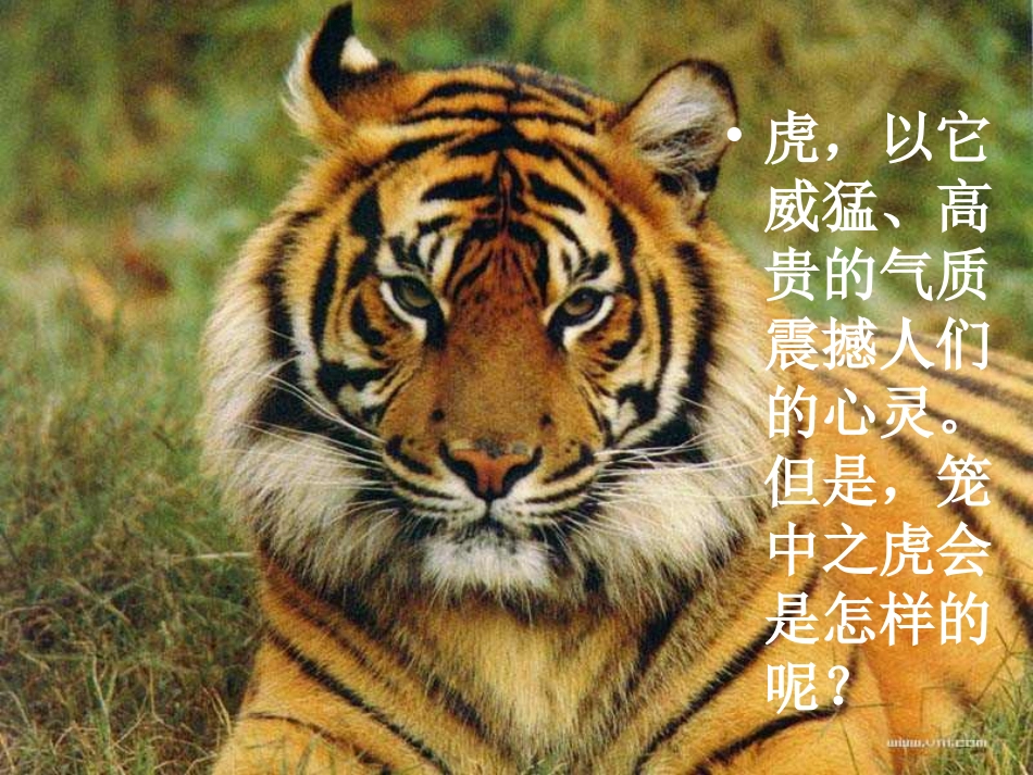 华南虎2012_第1页