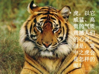 华南虎2012