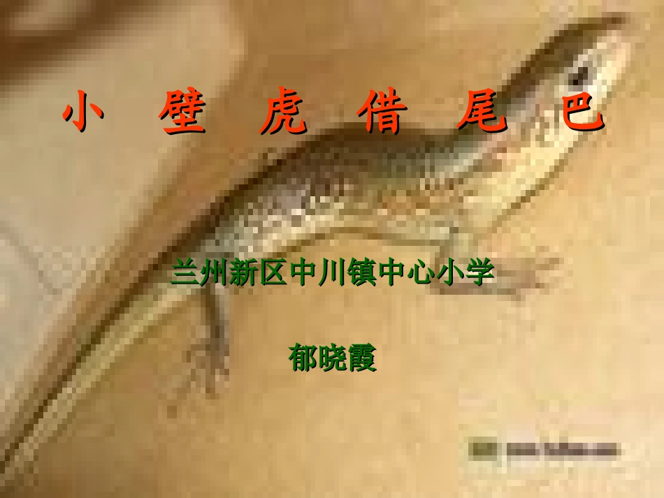 《小壁虎借尾巴》课件演示_第1页