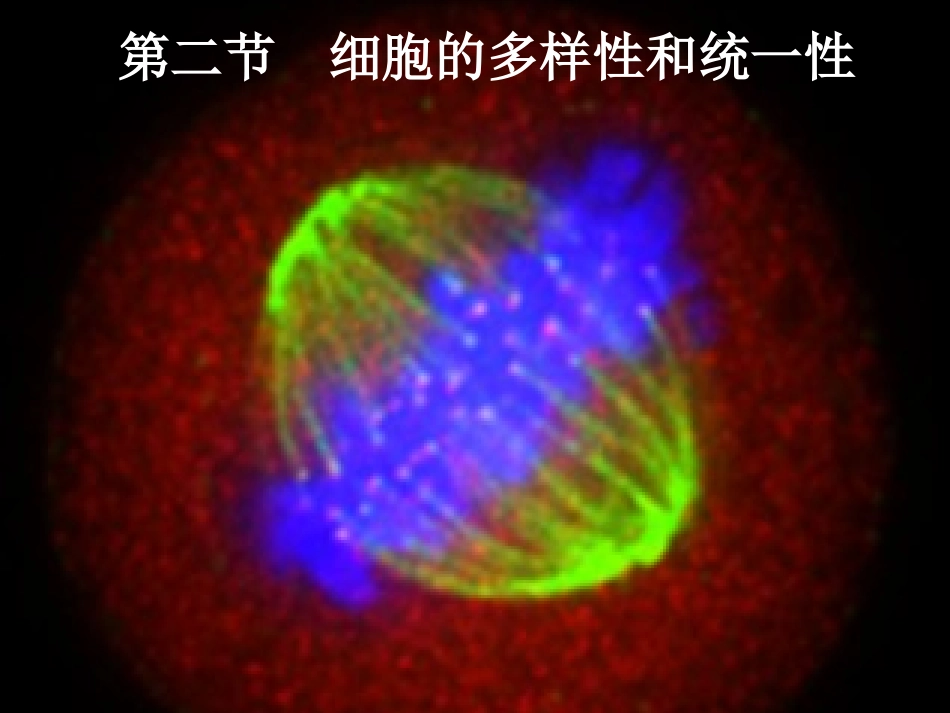 人教版必修1第1章第2节细胞的的多样性和统一性（共24张PPT）_第2页