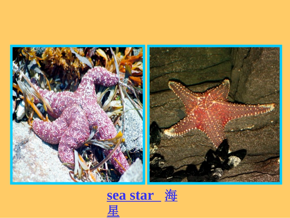 高中英语：Unit_3_Under_the_sea课件新人教版选修7_第2页