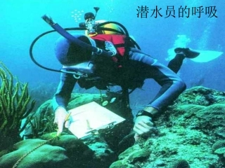 人体内的气体交换