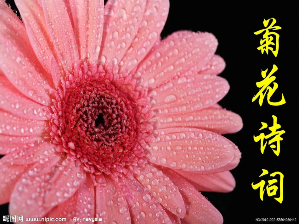 菊花课程课件1_第1页