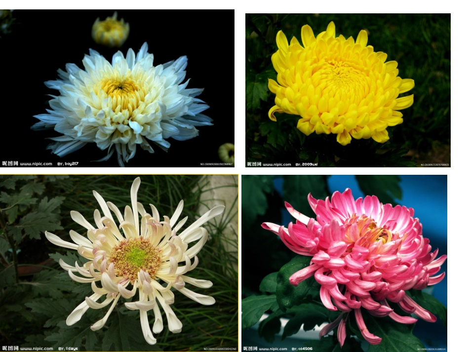 菊花课程课件1_第2页