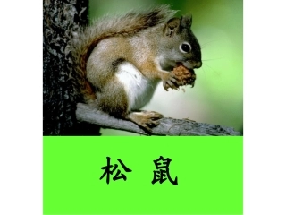 松鼠和松果上课用