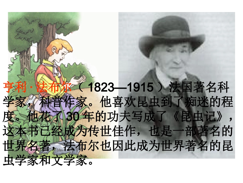 装满昆虫的口袋1_第3页