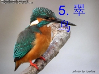 《翠鸟》微型课课件