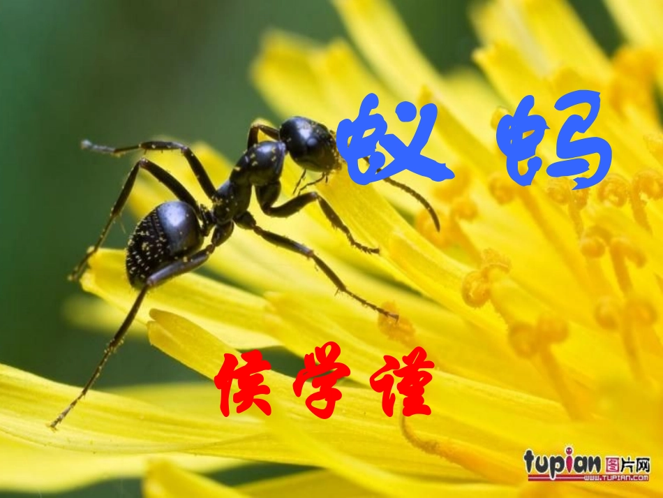 《蚂蚁》课件_第2页