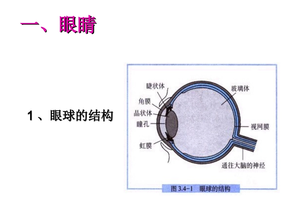 眼睛和眼镜+flash课件_第2页