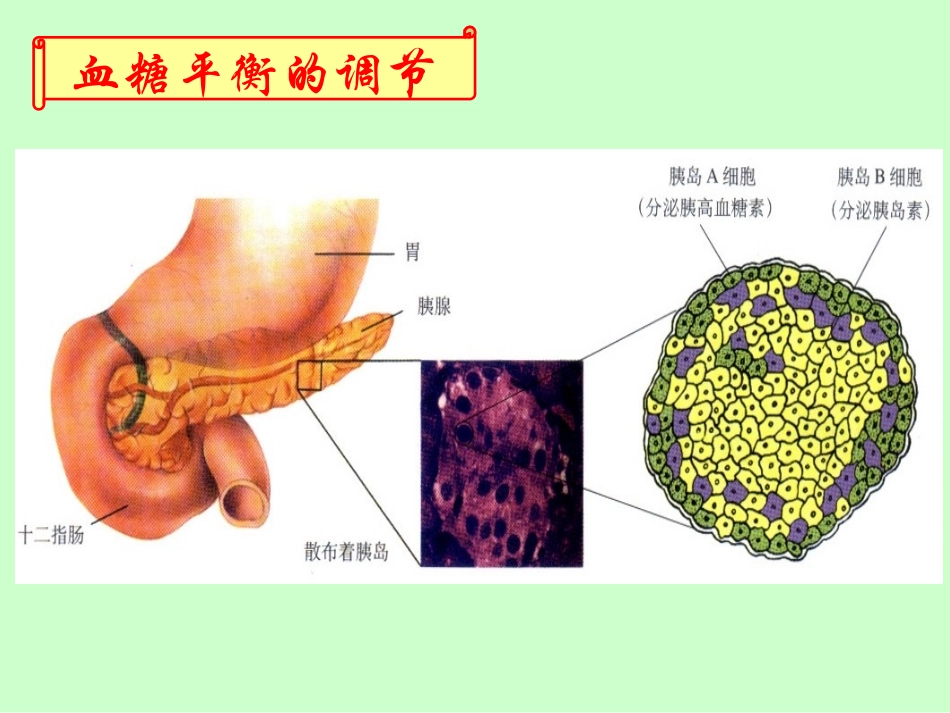 激素神经及关系_第3页