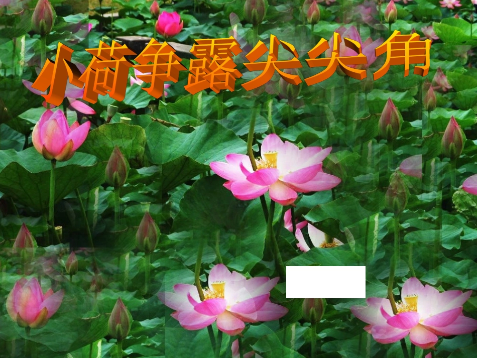 《小荷争露尖尖角》课件_第1页