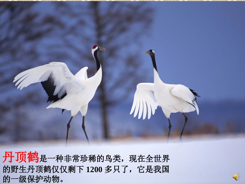 美丽的丹顶鹤2_第2页