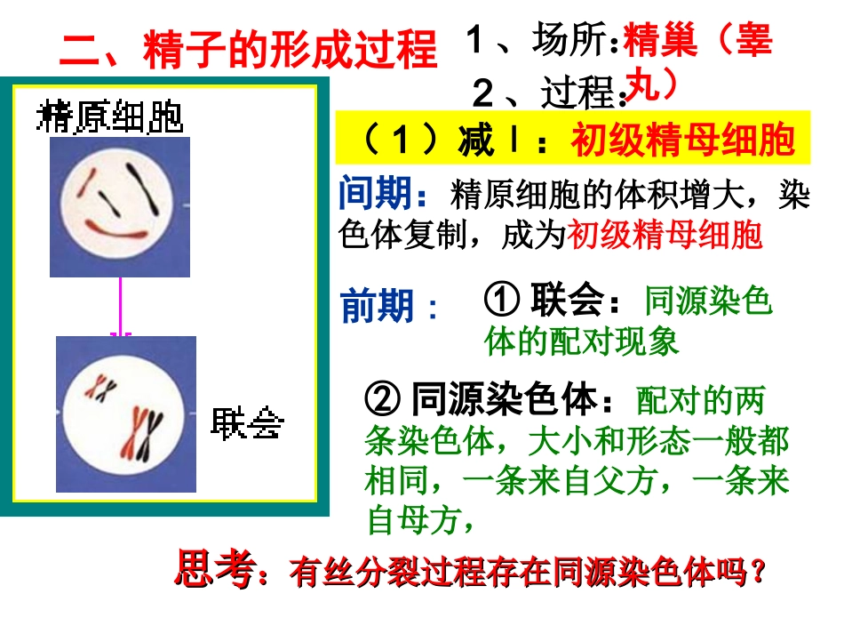 (文)_第一节_减数分裂和受精作用_第3页