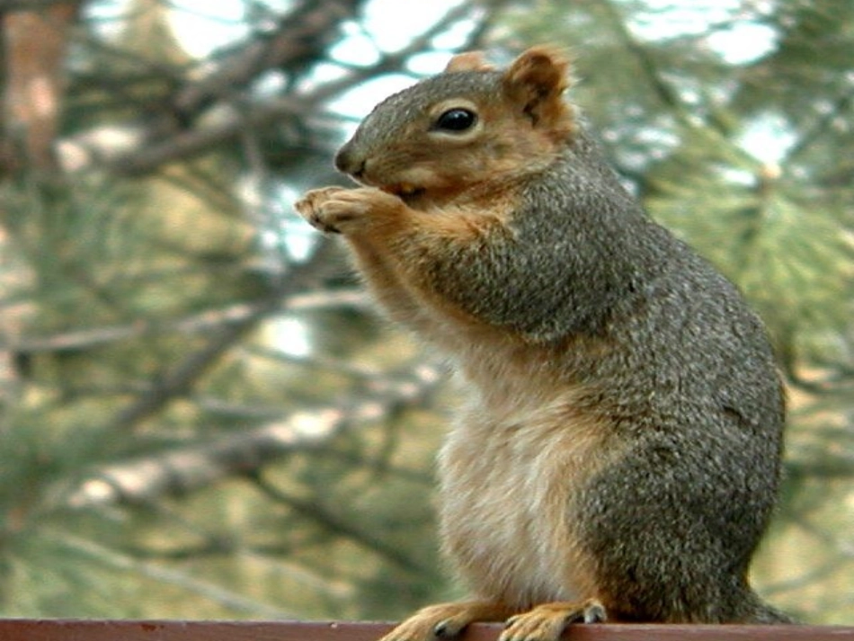 《松鼠》教学课件1_第2页