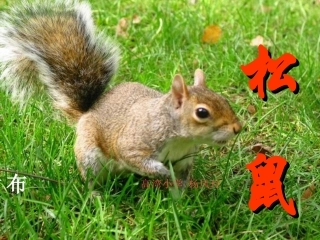 《松鼠》教学课件1