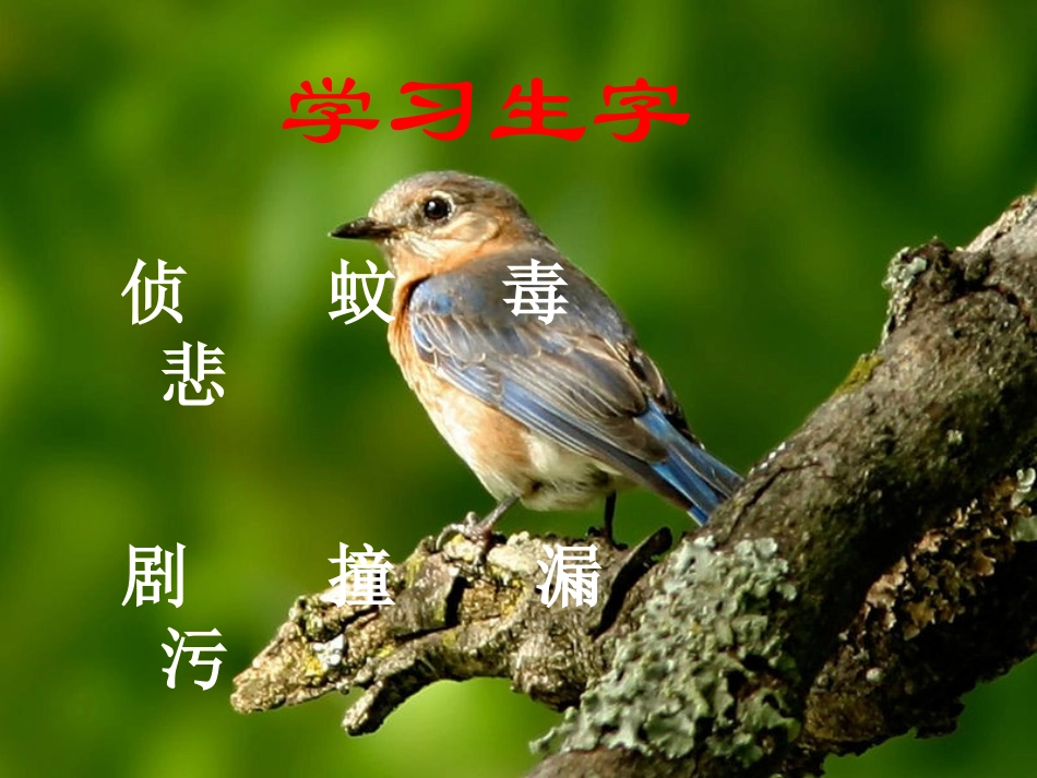 北师大版五年级语文上册《鸟儿的侦察报告》PPT课件_第3页