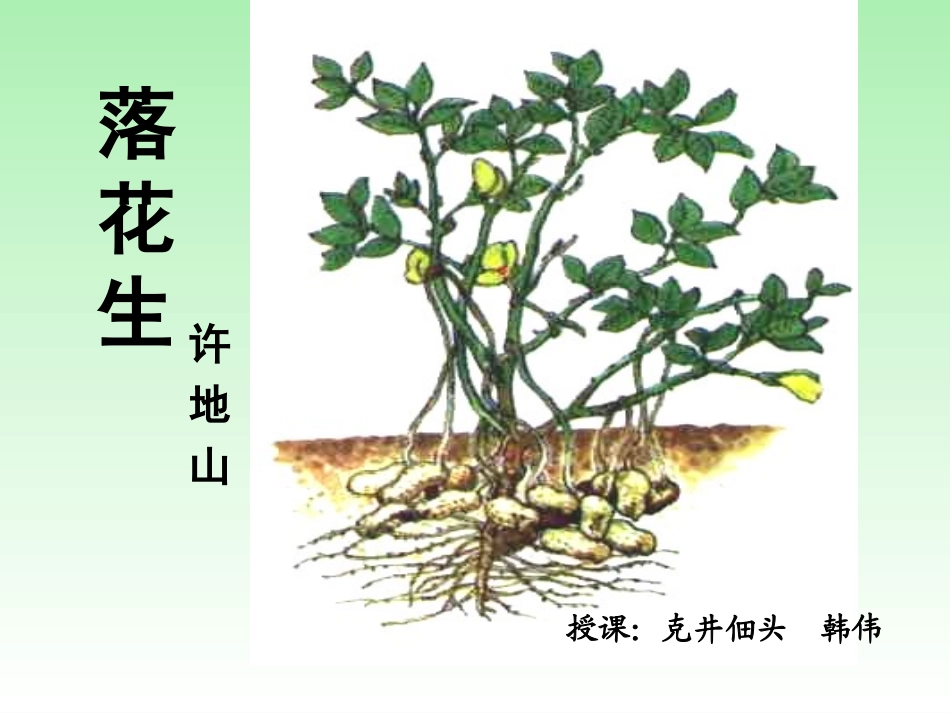 落花生教学课件1_第1页