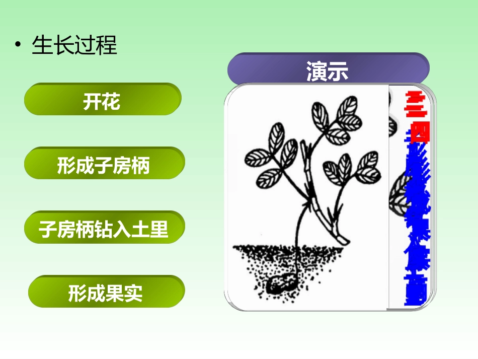 落花生教学课件1_第3页