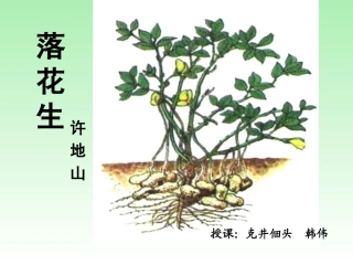 落花生教学课件1
