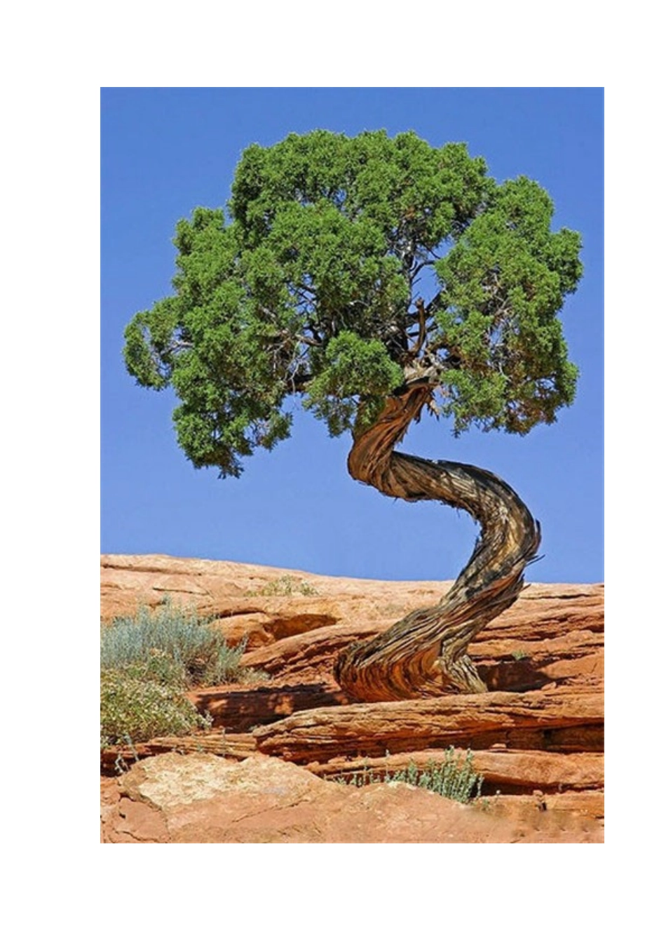 每一棵树,都是一个景观！_第3页