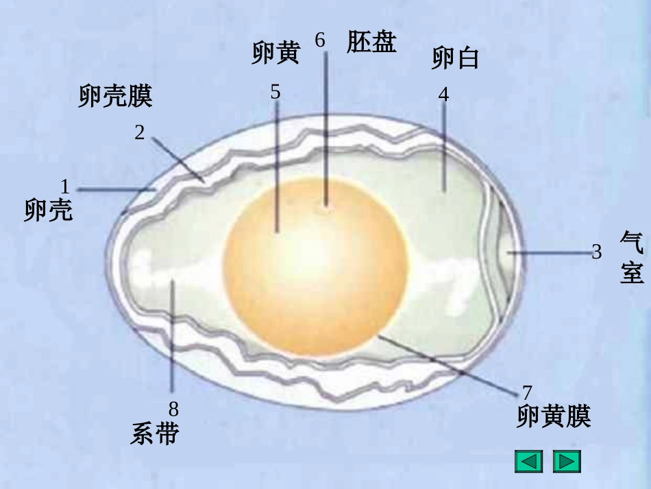 鸟的生殖和发育_第3页