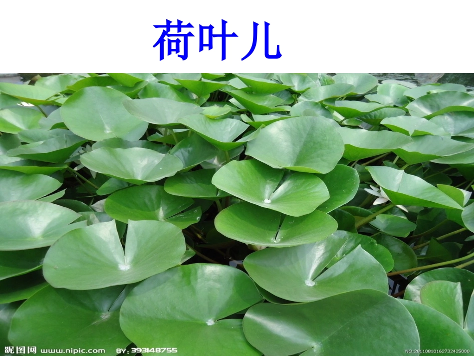 小班晨诵儿歌荷叶PPT_第1页