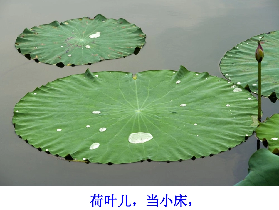 小班晨诵儿歌荷叶PPT_第2页