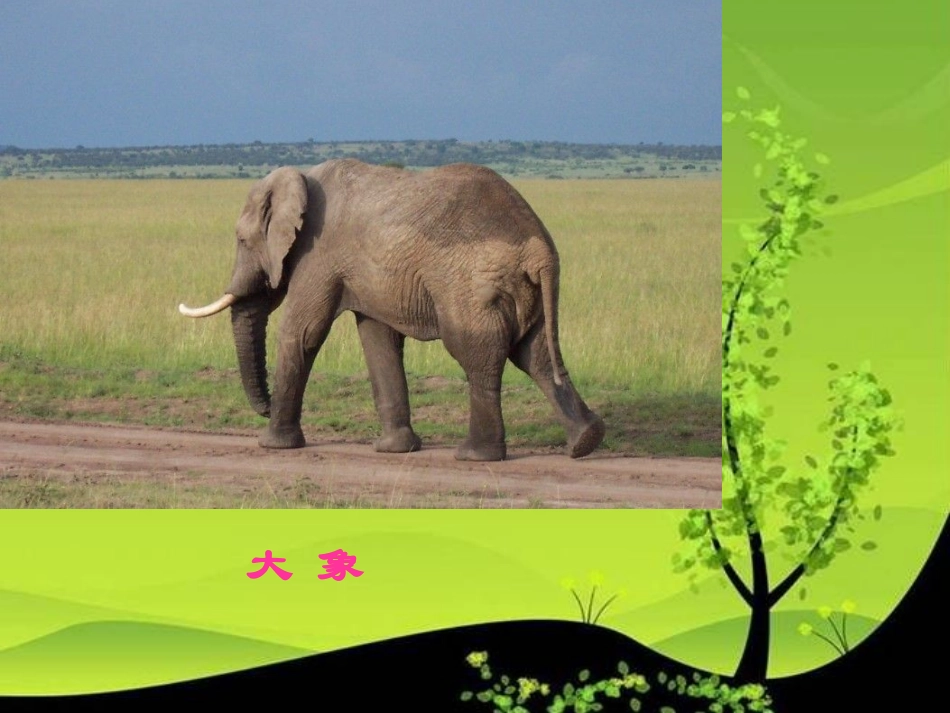 《大象保姆》课件（语文S版三年级下册课件）_第3页