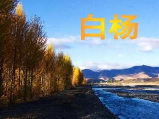 五年级语文下册第一组3白杨第一课时课件