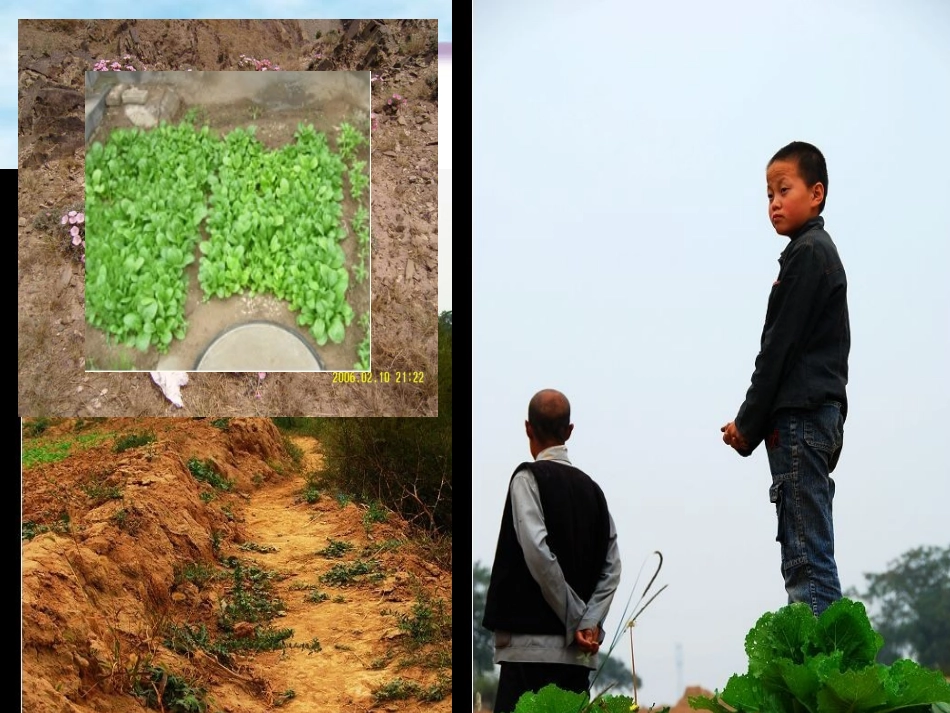 父亲的菜园 (3)_第3页