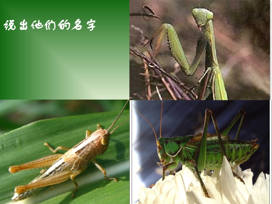 绿色蝈蝈(精美版)_第3页