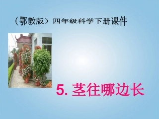 四年级科学下册_茎往哪边长1课件_鄂教版