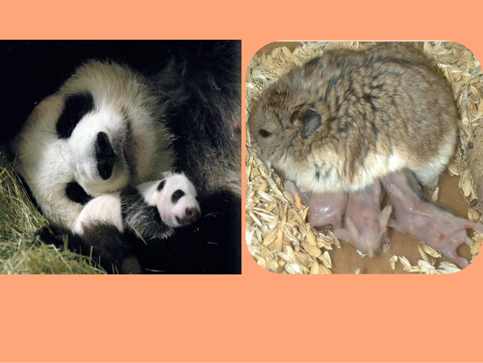 （鄂教版）五年级科学下册课件多彩的生命1_第2页