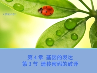 【生物】43遗传密码的破译课件（人教版必修2）