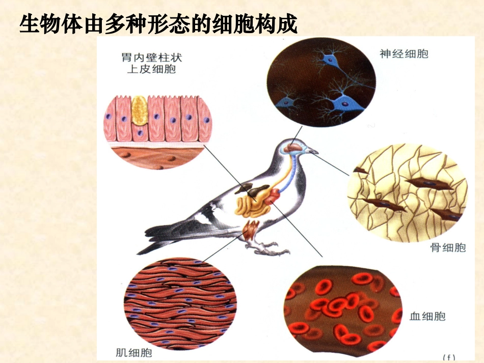 【生物】62细胞的分化课件1（人教版必修1）_第2页