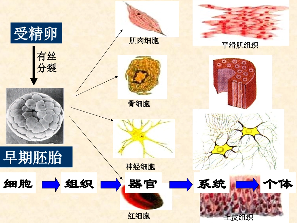 【生物】62细胞的分化课件1（人教版必修1）_第3页