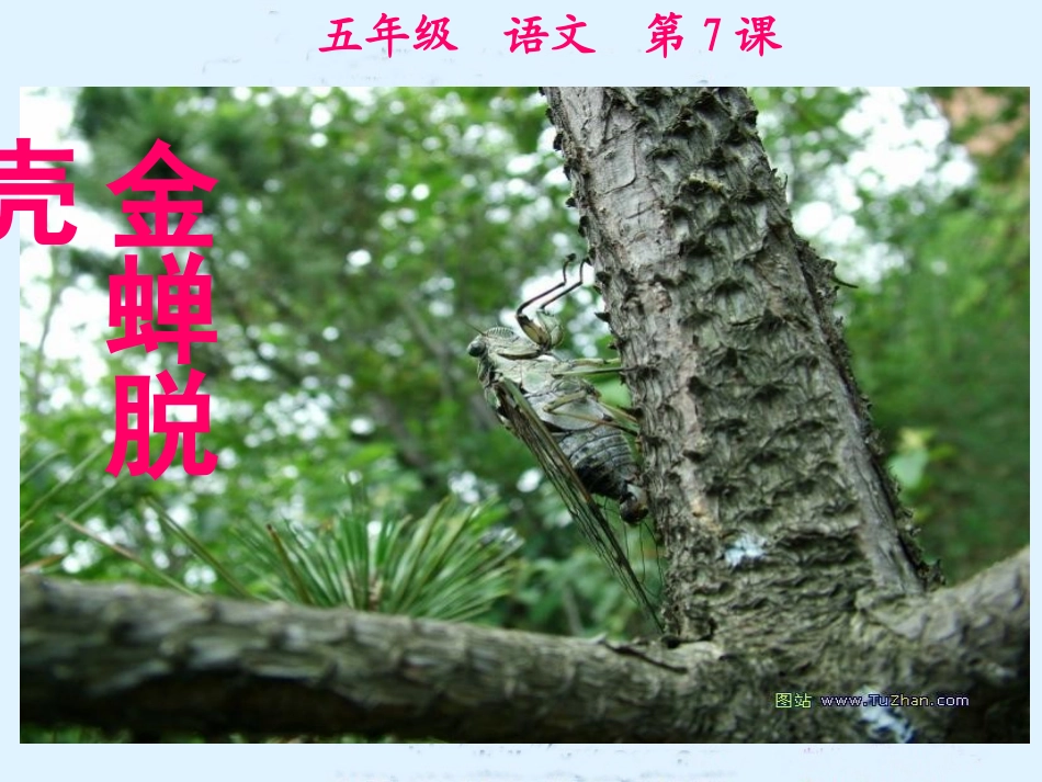 （苏教版）五年级语文课件金蝉脱壳_第1页