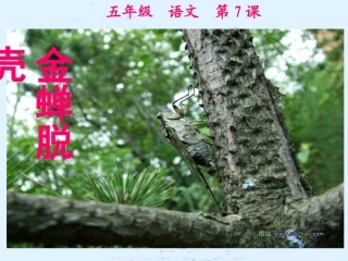 （苏教版）五年级语文课件金蝉脱壳