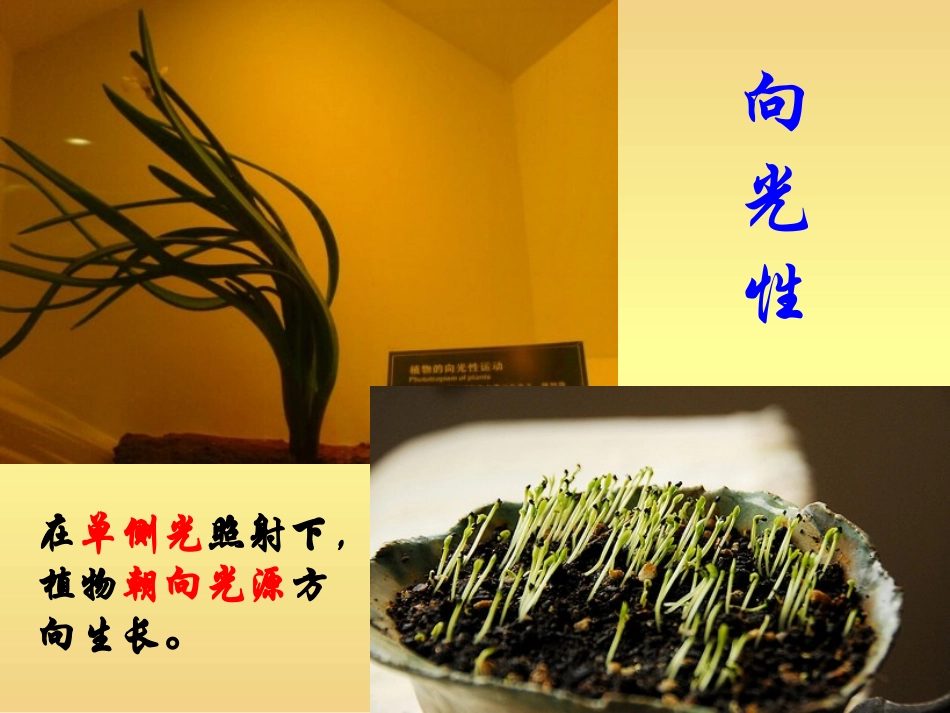 植物生长素的发现 (2)_第2页