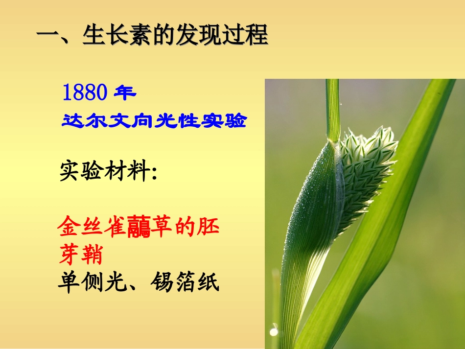 植物生长素的发现 (2)_第3页