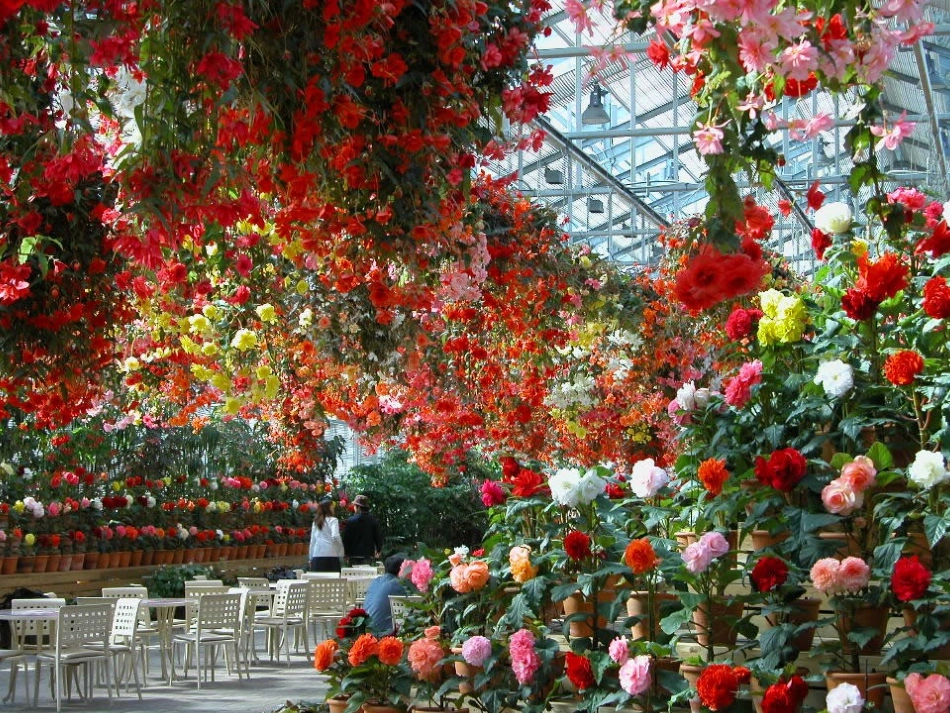 三年级13《花钟》课件_第3页