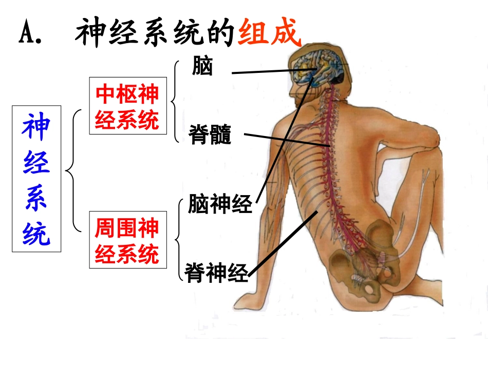 改21通过神经系统的调节(1)_第2页