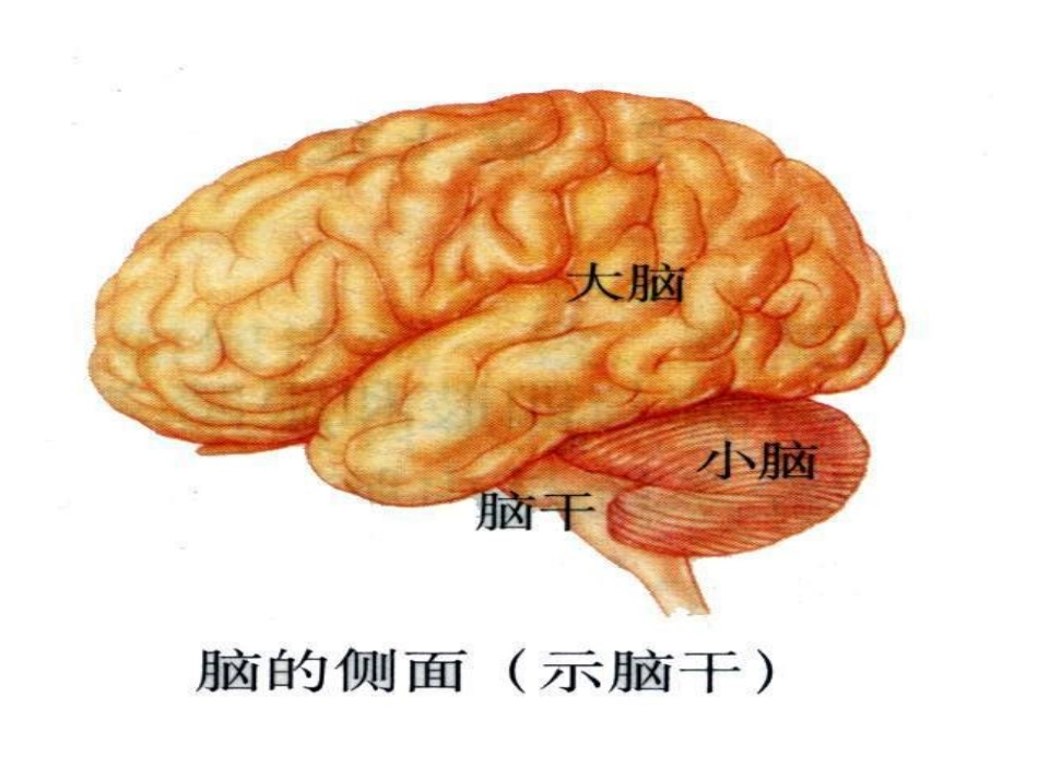 改21通过神经系统的调节(1)_第3页
