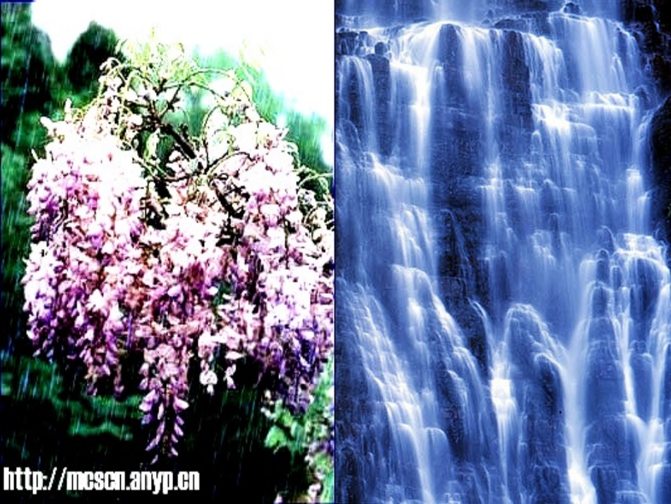 紫藤萝瀑布强化课件新版新人教版七年级上_第3页